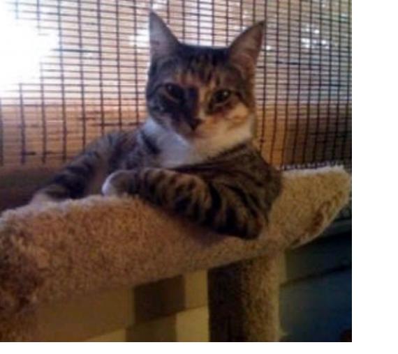 如何做一只合格小公猫,怎么做猫才会让猫喜欢你