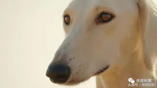 21点档｜狗年看狗！