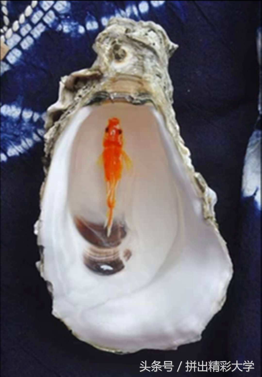 漂亮的贝壳的饰品,贝壳美丽饰品