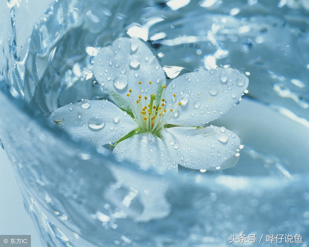 我的鱼缸怎么都是水碱,我的鱼缸水很浑浊怎么办