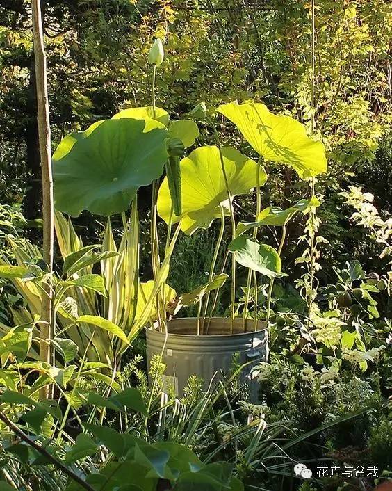 碗莲睡莲荷花种子区别,碗莲荷花睡莲图片