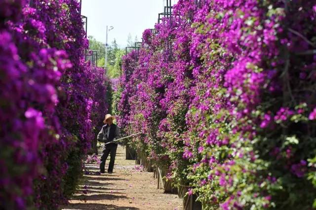 五一何须远游昆明近郊玩场多