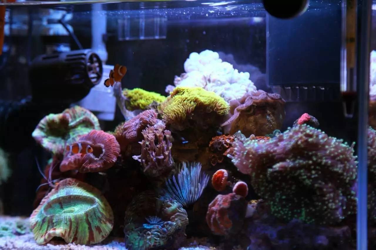 给我一个小缸，我要塞满整片海洋~