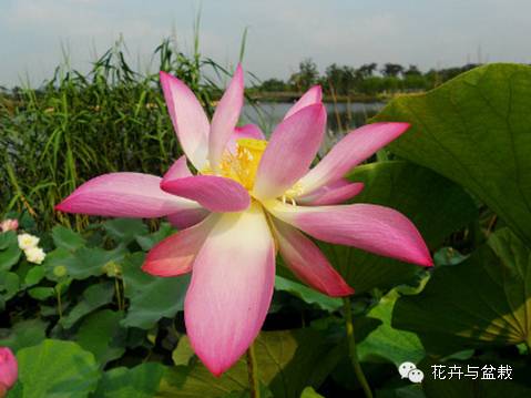 碗莲睡莲荷花种子区别,碗莲荷花睡莲图片