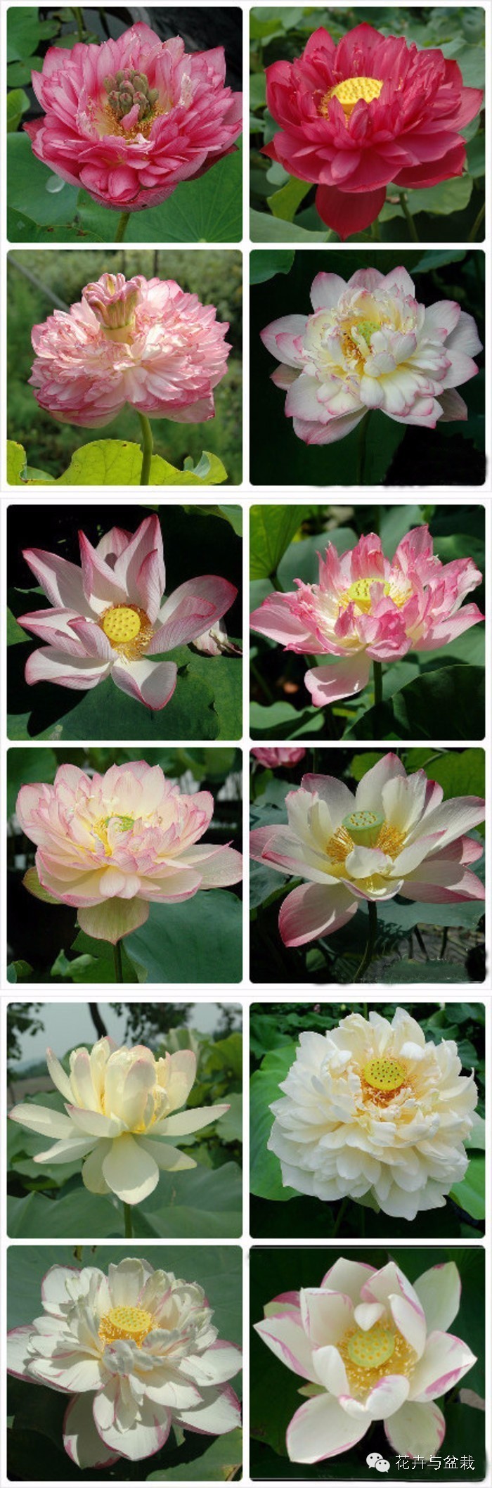 碗莲睡莲荷花种子区别,碗莲荷花睡莲图片