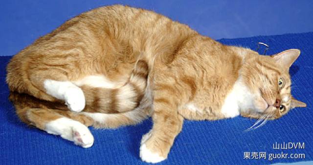 夹猫脖领,夹猫脖子视频