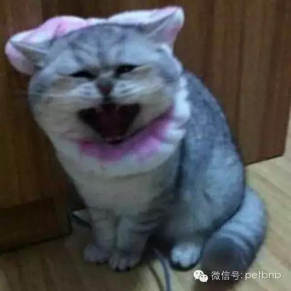 养一只吃货猫是怎样的体验,养一只贪吃的猫是什么感觉
