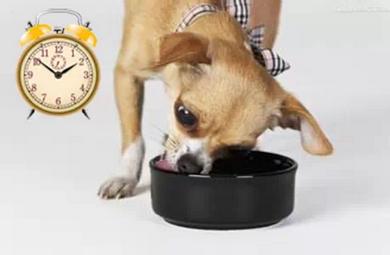 怎么养狗狗不上床睡觉,狗狗厌食不吃狗粮