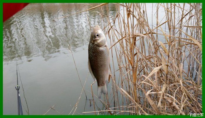 大鲫鱼大鱼,大鲫鱼大鲤鱼