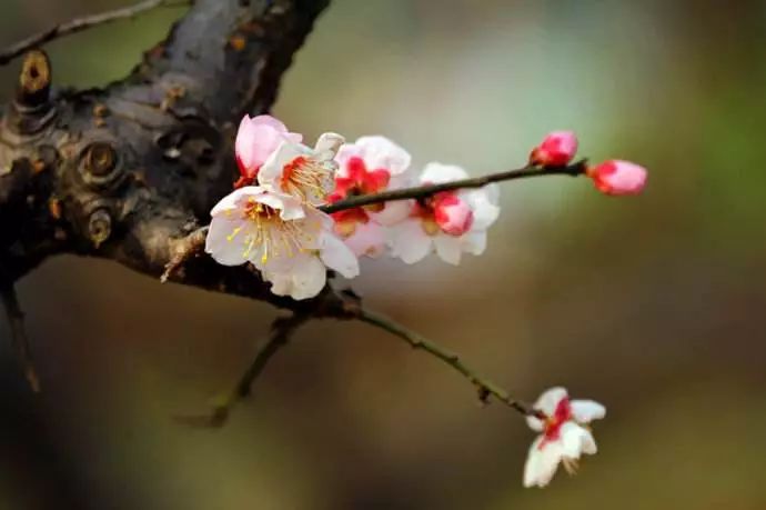 武汉孩子怎么过寒假,怎么让小孩有年味