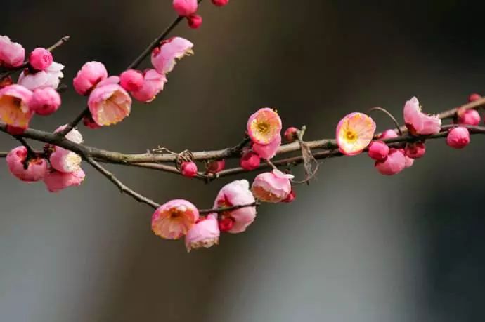 武汉孩子怎么过寒假,怎么让小孩有年味