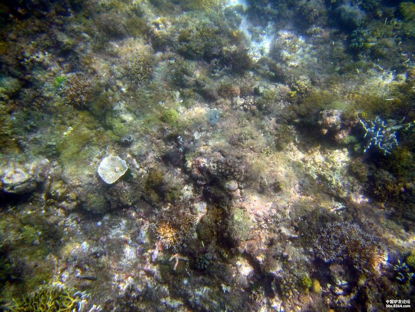 菲律宾长滩旅行日记,菲律宾春节游街