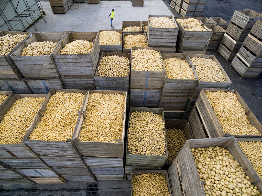 马铃薯行情分析,2024年马铃薯行情走势分析