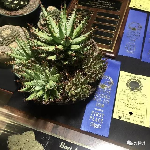 多肉万象最贵的品种,玉露多肉最贵多少钱一棵