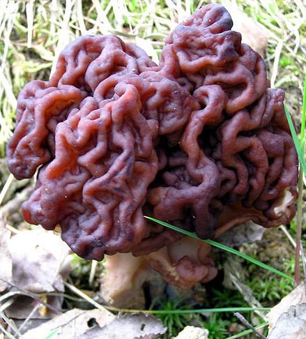 世界上最可怕的蘑菇形状,世界上最可怕的蘑菇排名