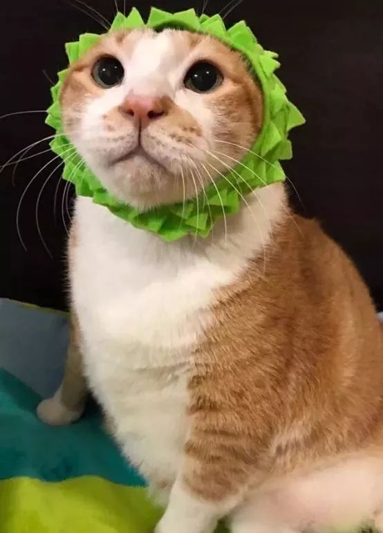 胖猫特别爱美，敷面膜的时候就像是一个小贵妇