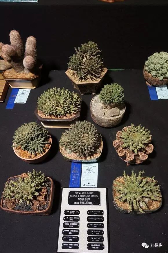 十大最贵玉露多肉品种,多肉最贵的品种有哪些