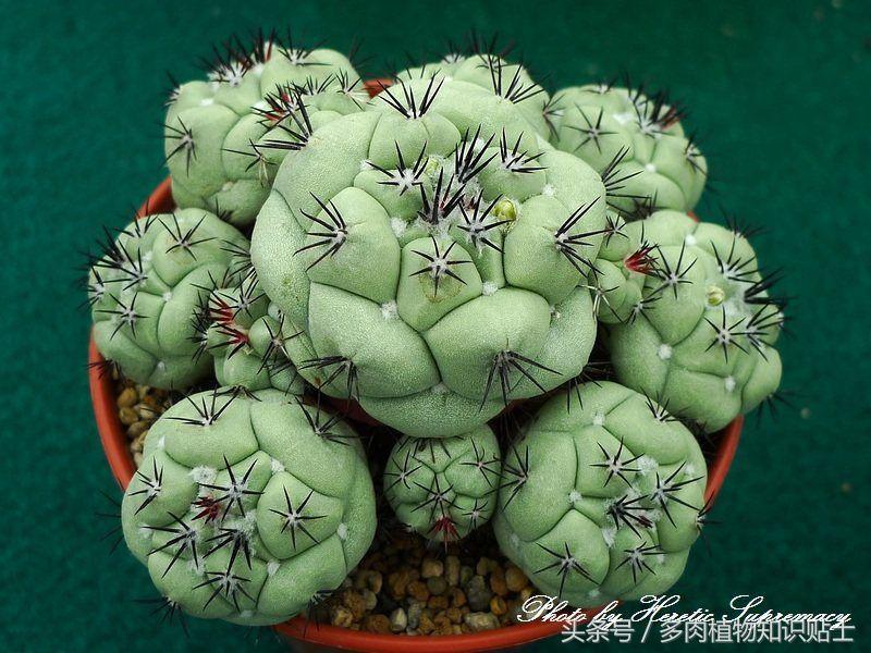 多肉植物每日品种介绍紫锦,帝王丸仙人球产地