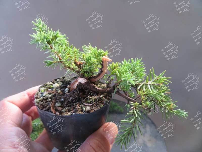 多大的真柏可以做舍利,迷你舍利崖柏