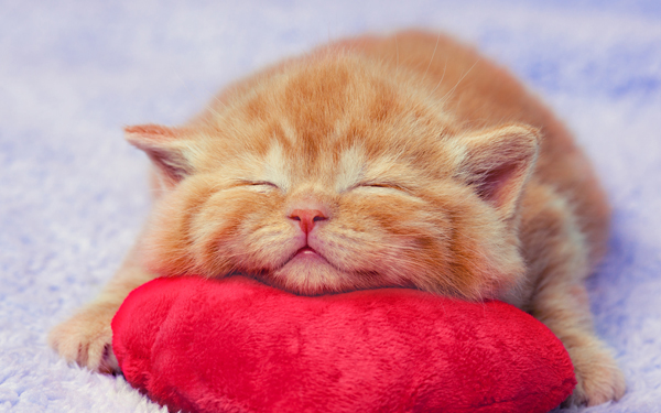 猫卡拿到巨额融资!「猫经济」市场进入快车道