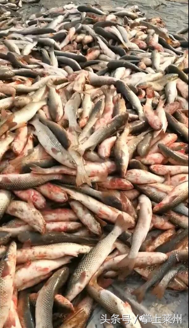 莱州三山岛有什么鱼,莱州三山岛渔港的鱼