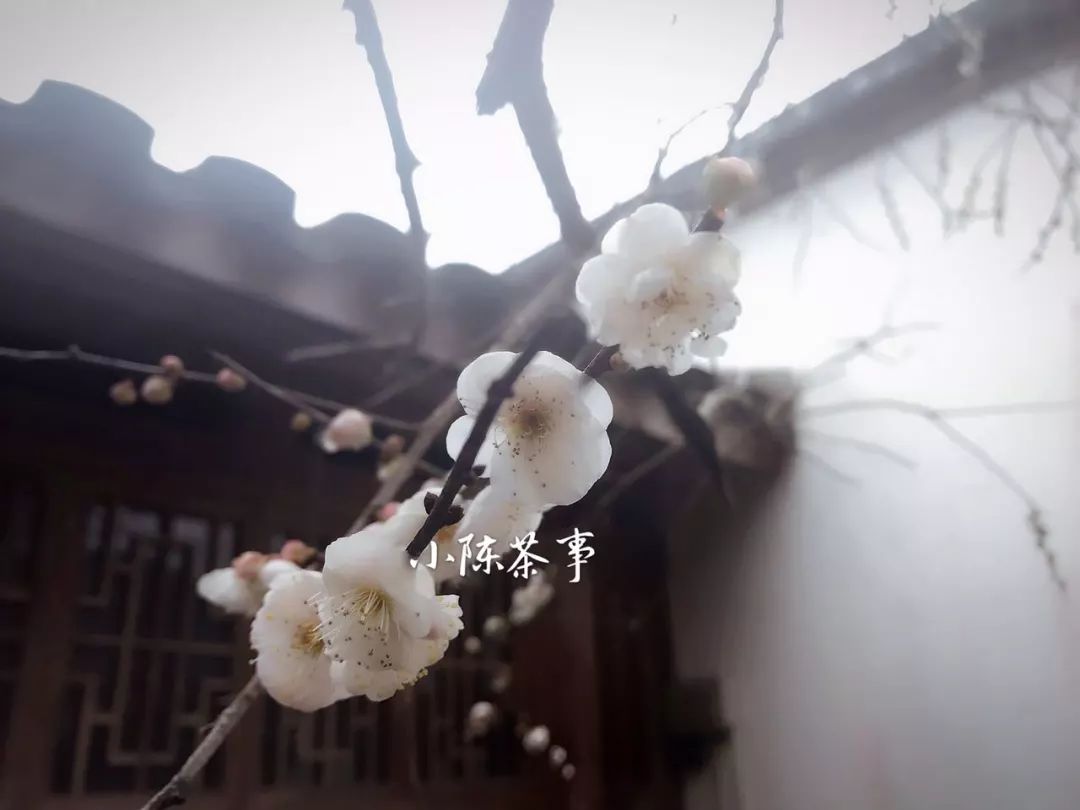 三分钟解读廉价白茶的前世今生，谁在喝廉价白茶！