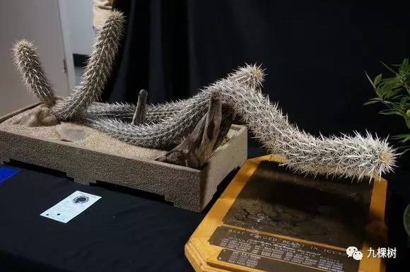 十大最贵玉露多肉品种,多肉最贵的品种有哪些