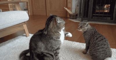 西甲违约金,西甲的强制违约金到底是怎么回事