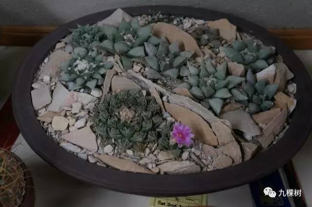 十大最贵玉露多肉品种,多肉最贵的品种有哪些