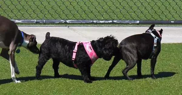 彼此被对方的气味吸引,情侣之间互相吸引的话