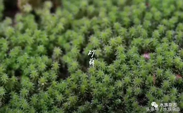 水陆雨林造景价格,水陆雨林造景之苔藓篇