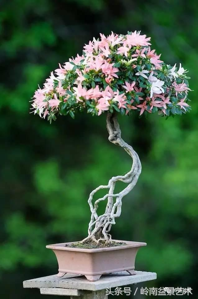 过年送礼好不好,过年送礼单数还是双数好