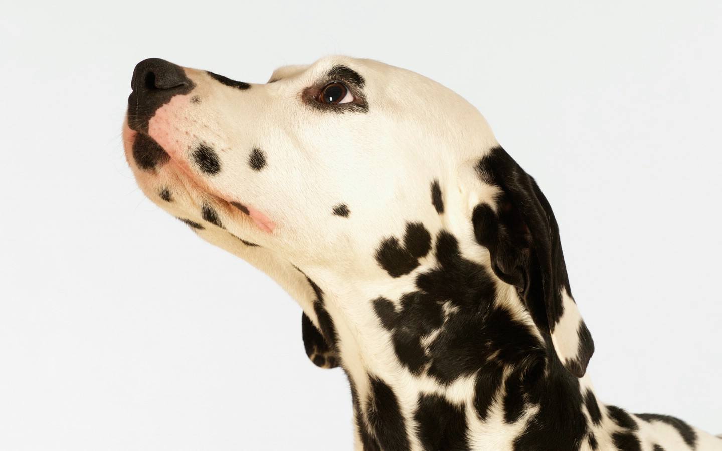 带狗字的成语大全褒义,关于带狗的成语大全