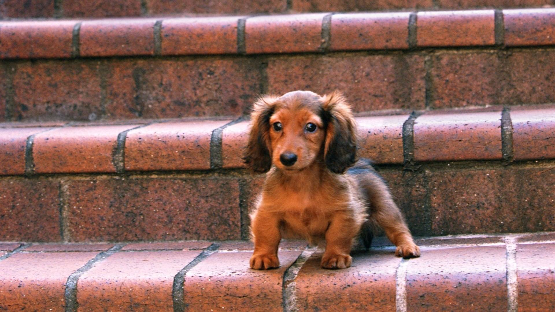 带狗字的成语大全褒义,关于带狗的成语大全