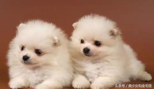 博美犬美容师,博美狗狗理发师