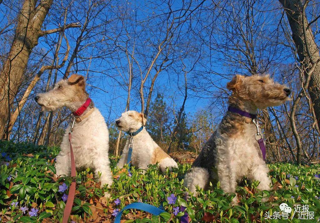 你没见过的“汪星人”都在这了！狗年就让它们来萌“化”你吧