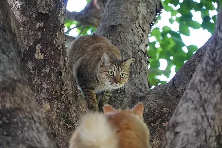 e-mount索尼,emount镜头焦段