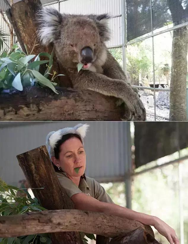 令人捧腹！澳洲管理员模仿动物搞笑照片蹿红网络