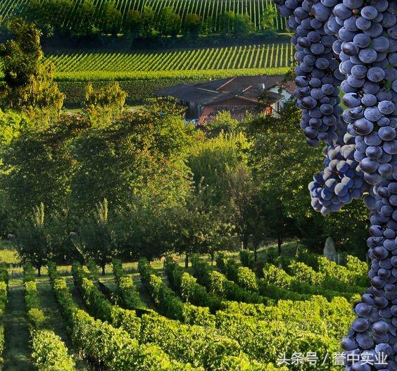 喝不起的拉菲,喝不起拉菲喝雪碧图