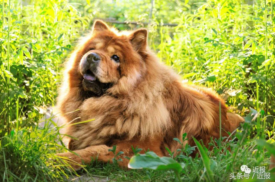 你没见过的萌宠,你没见过的宠物