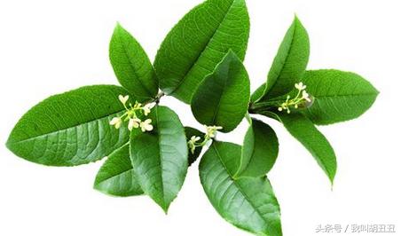 眼部皱纹去皱精华推荐,眼部玻尿酸去皱皱纹更多了