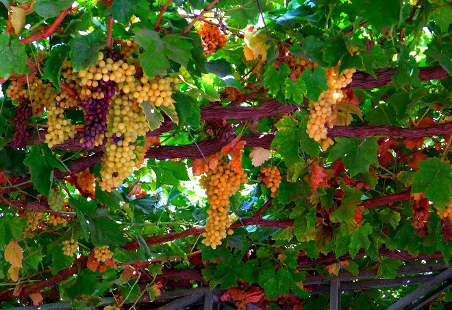 为什么吐鲁番的瓜果特别甜,吐鲁番为什么种那么多葡萄