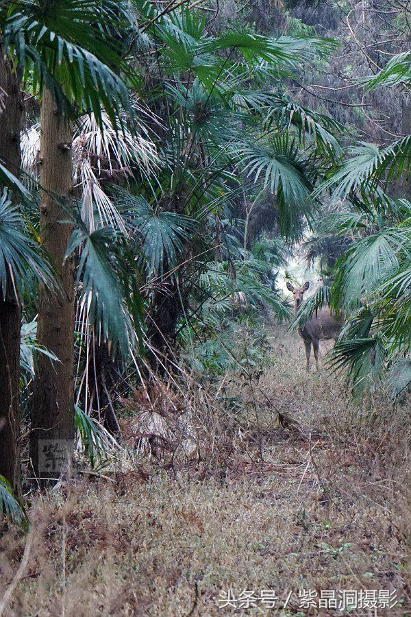 武磊身价能涨到2000万欧吗,武磊最新身价达2000万欧
