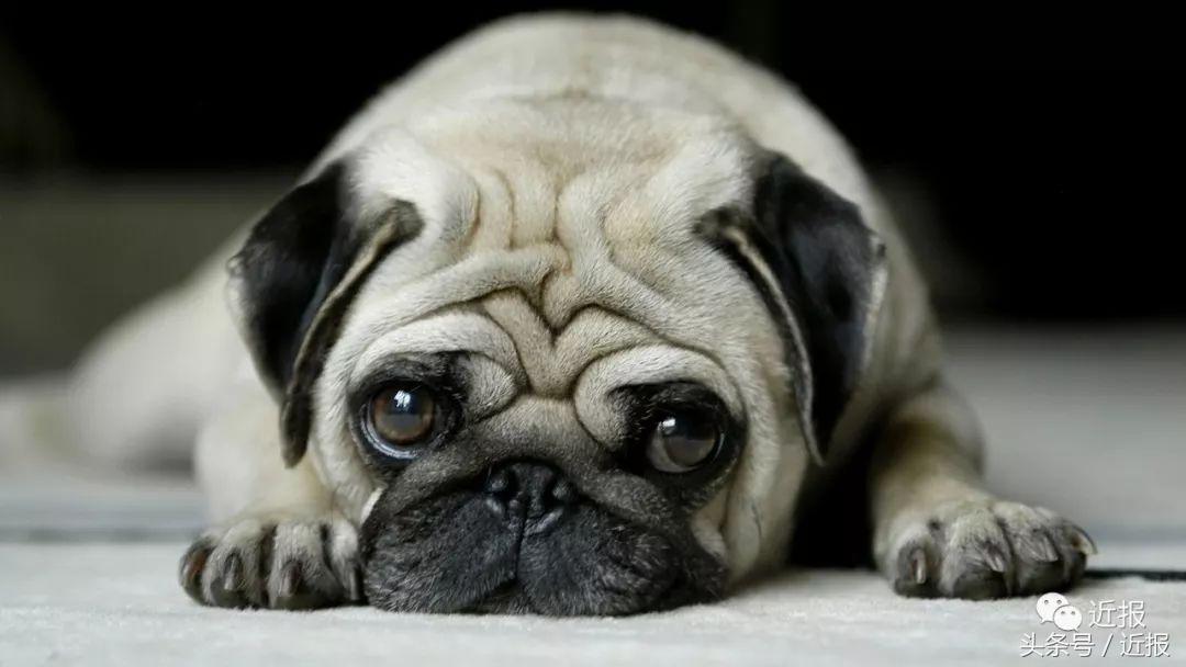 你没见过的萌宠,你没见过的宠物