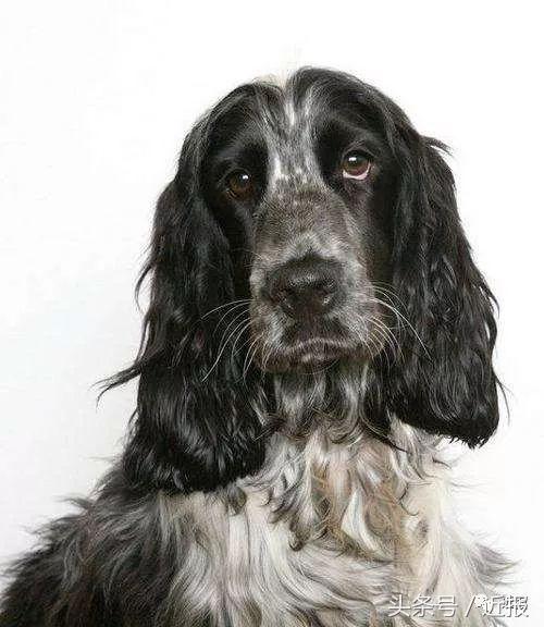 你没见过的萌宠,你没见过的宠物