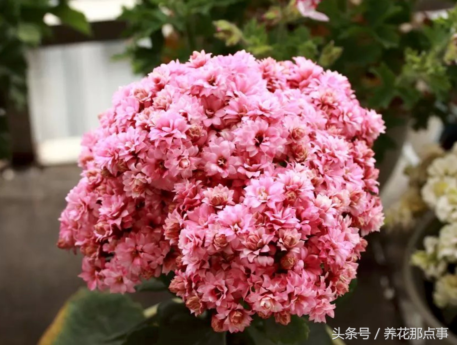 鍏ュ啲闃冲彴鑺辨捣,鍏ュ啲杩樿兘鐪嬪埌鑺辨捣