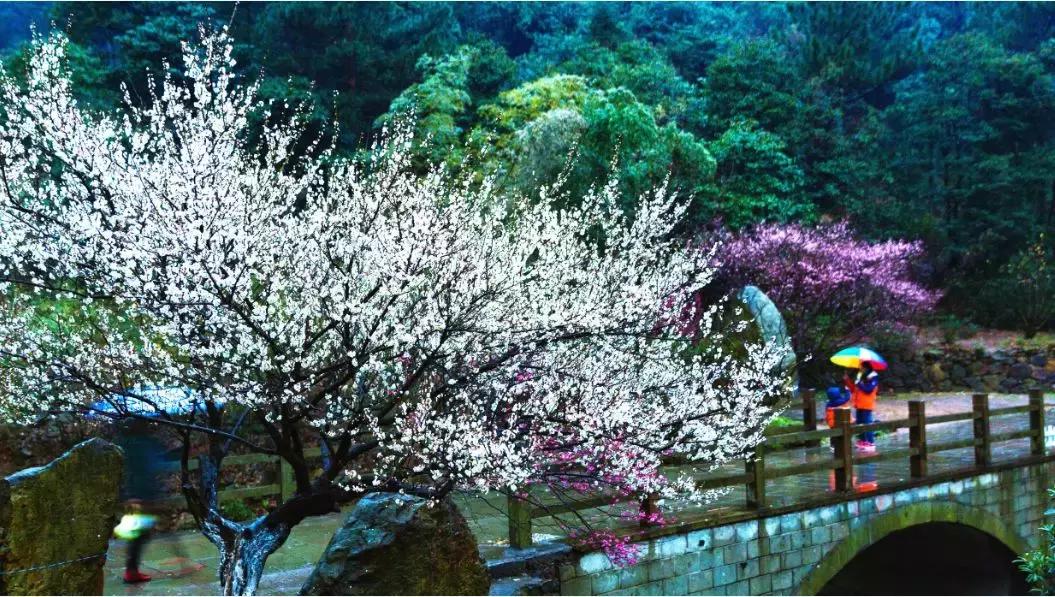 这座浙东港城坐拥最迷人的港湾，早春梅香扑鼻而至，自驾2.5h即达！