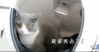 宠物猫自动喂食器推荐,宠物猫智能喂食器和智能喂水器