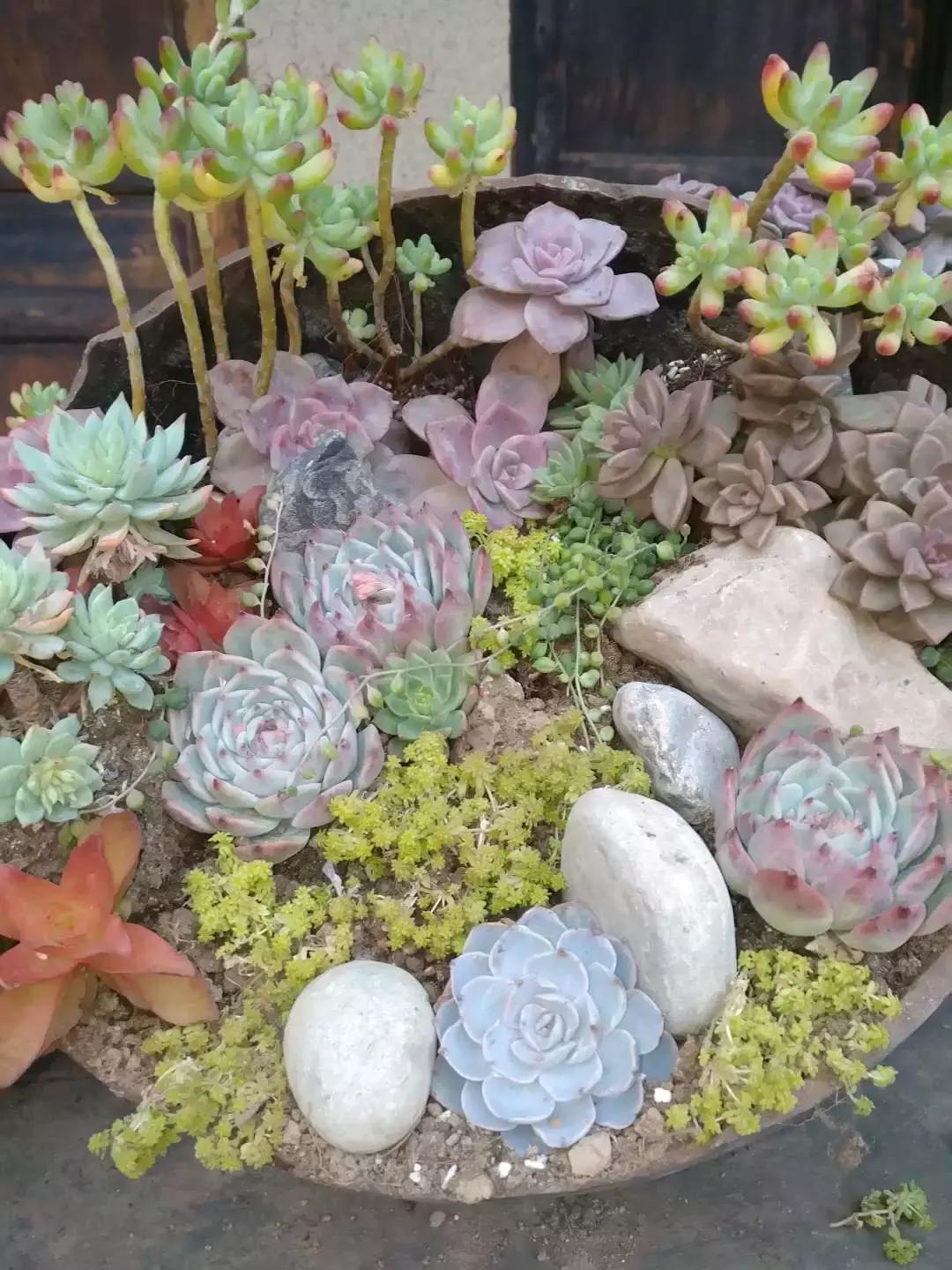 广元市柏林樱花节,广元柏林大型樱花节