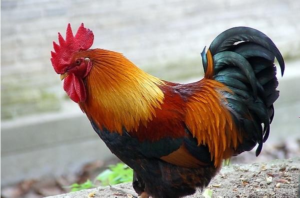 农村赶集挑鸡鸭,农村赶大集买鸡